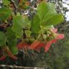 Acer monspessulanum fruits