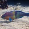 Gulf Parrot Fish (Scarus persicus) (Aris Vidalis, KTCP, June 2011)