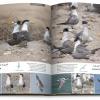Birds of Kuwait - A Comprehensive Visual Guide