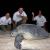 KTCP - Sea-turtles nesting on Kuwait Islands