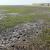 Mudskipper burrows - Warba Mudflats