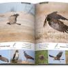 Birds of Kuwait - A Comprehensive Visual Guide