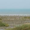 Summer waterbirds on Kuwait Bay