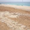 Nada's emerging track on the beach of Umm Al-Maradim in May 2010. Photo: Pinaki 