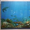 Masirah Environmental Information Center - Coral Reef panels