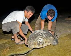 Studying turtle on Qarou island, Kuwait 